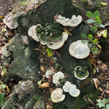 Pilze am Baumstumpf