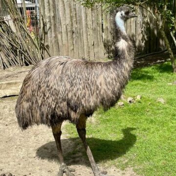 Tierpark Hamm Emu
