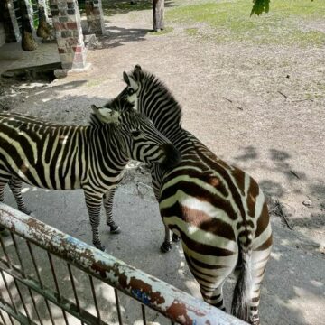 Tierpark Hamm Zebras